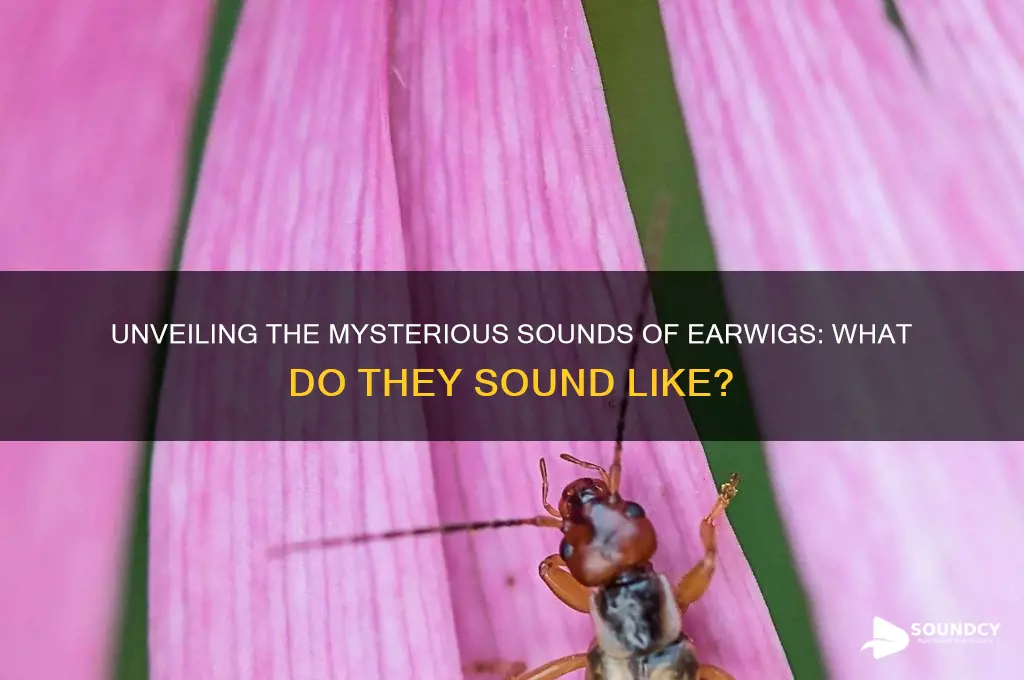 what do earwigs sound like