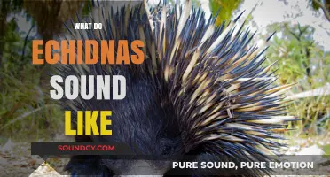 Unveiling the Unique Sounds of Echidnas: A Sonic Exploration