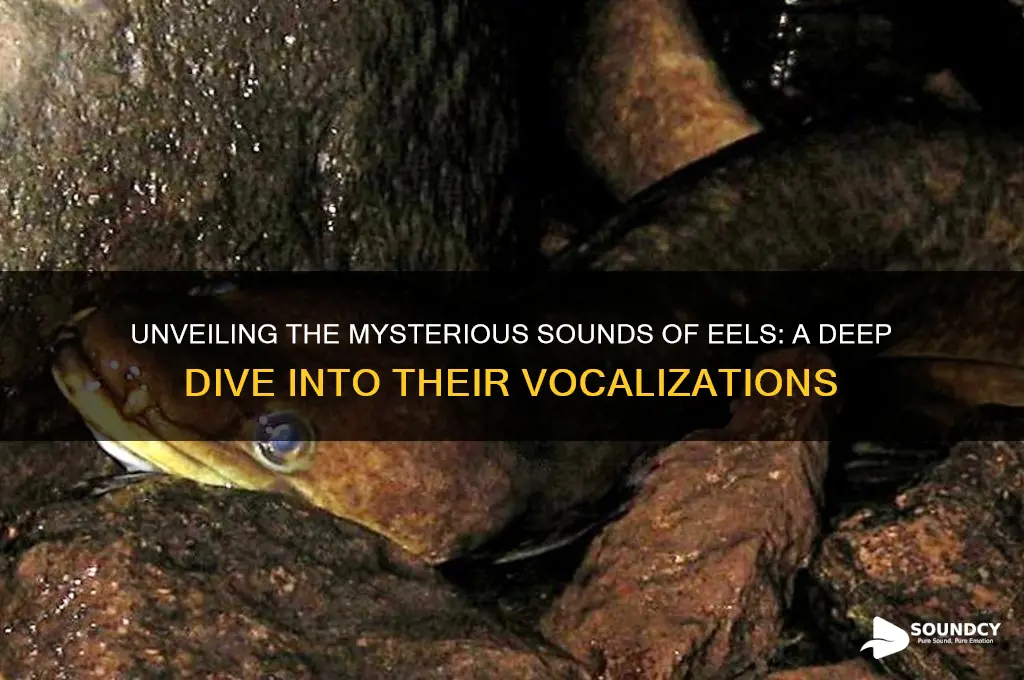 what do eels sound like