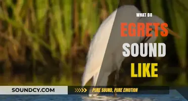 Discovering the Unique Vocalizations of Egrets: What Do They Sound Like?