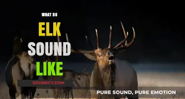 Unveiling the Majestic Calls: What Do Elk Sound Like in the Wild?
