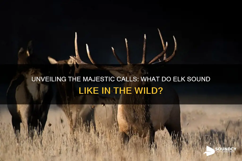 what do elk sound like