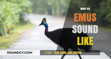 Unveiling the Unique Vocalizations: What Do Emus Sound Like?