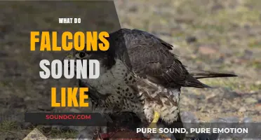 Discover the Unique Calls and Sounds of Falcons in Nature