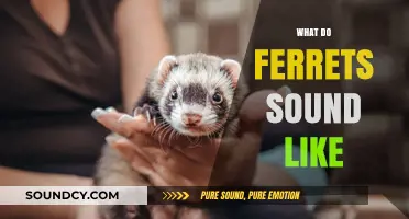 Unveiling the Unique Vocalizations: What Do Ferrets Sound Like?