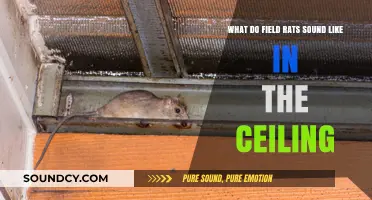 Scurrying Above: Decoding the Noises of Field Rats in Your Ceiling