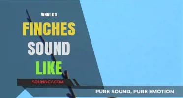 Discover the Enchanting Melodies: What Do Finches Sound Like?