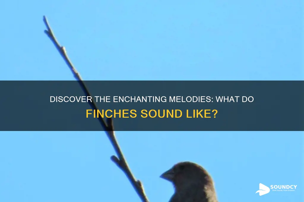 what do finches sound like
