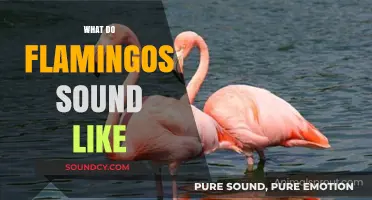 Discover the Unique Vocalizations: What Do Flamingos Sound Like?