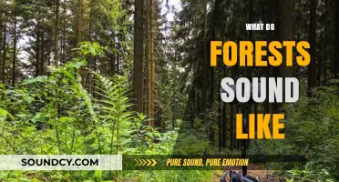The Symphony of Nature: Unveiling the Acoustic Wonders of Forests