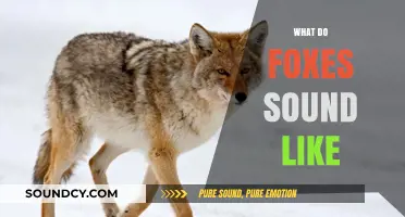 Unveiling the Unique Vocalizations: What Do Foxes Sound Like?