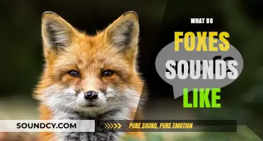 Unveiling the Unique Vocalizations: What Do Foxes Sound Like?