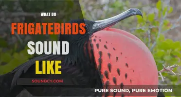 Discover the Unique Vocalizations of Frigatebirds: Sounds and Behaviors