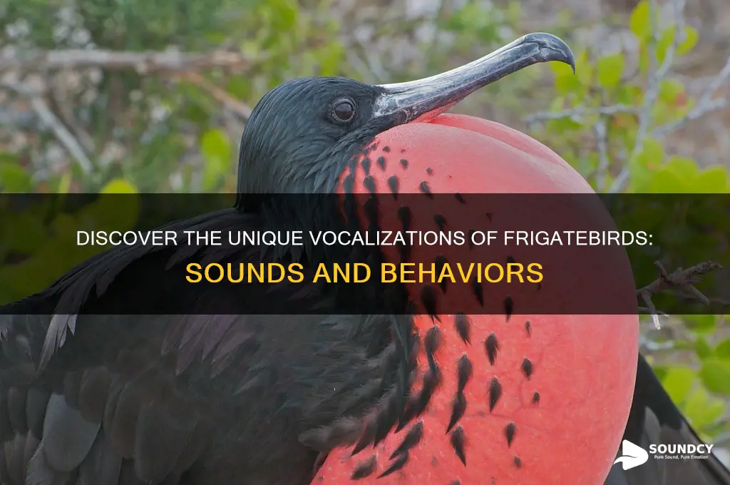 what do frigatebirds sound like