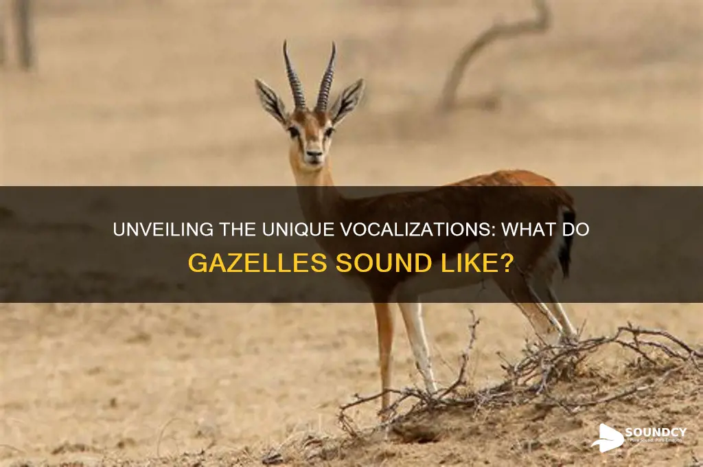what do gazelles sound like