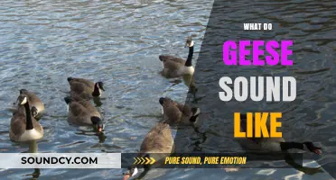 Honks and Calls: Decoding the Unique Sounds of Geese