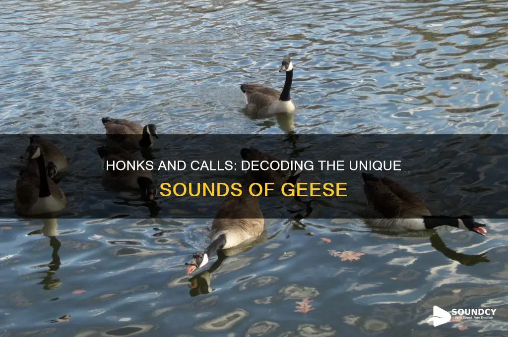 what do geese sound like