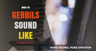 Unveiling the Unique Vocalizations: What Do Gerbils Sound Like?