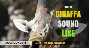 Unveiling the Unique Vocalizations: What Sounds Do Giraffes Make?