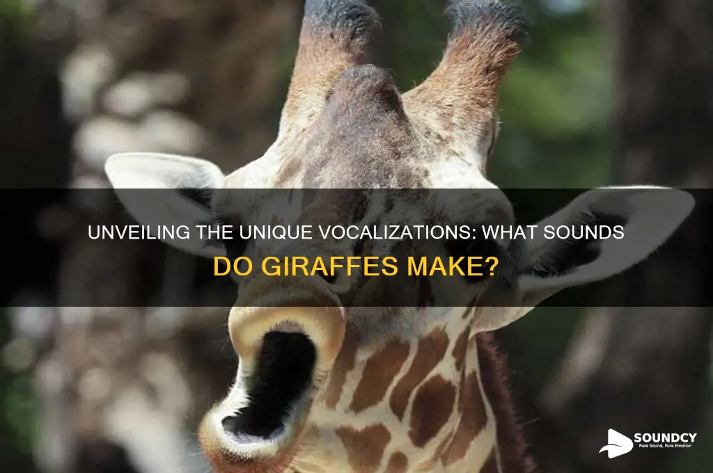 what do giraffa sound like