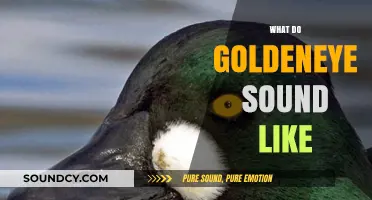 Goldeneye Calls: Unveiling the Unique Sounds of These Striking Ducks