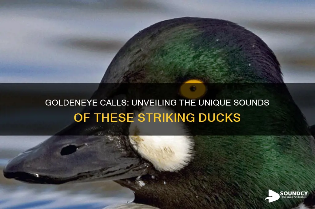 what do goldeneye sound like