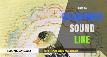 Discover the Enchanting Melodies: What Do Goldfinches Sound Like?