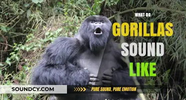Unveiling the Unique Vocalizations: What Do Gorillas Sound Like?