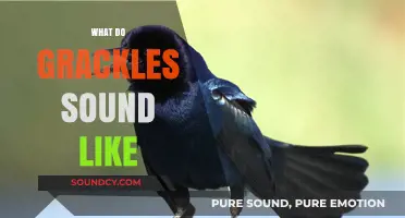 Unraveling the Unique Calls and Noises of Grackles: A Sonic Guide