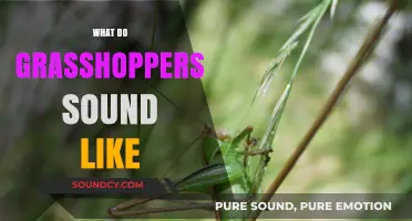 Unveiling the Unique Sounds of Grasshoppers in Nature's Symphony