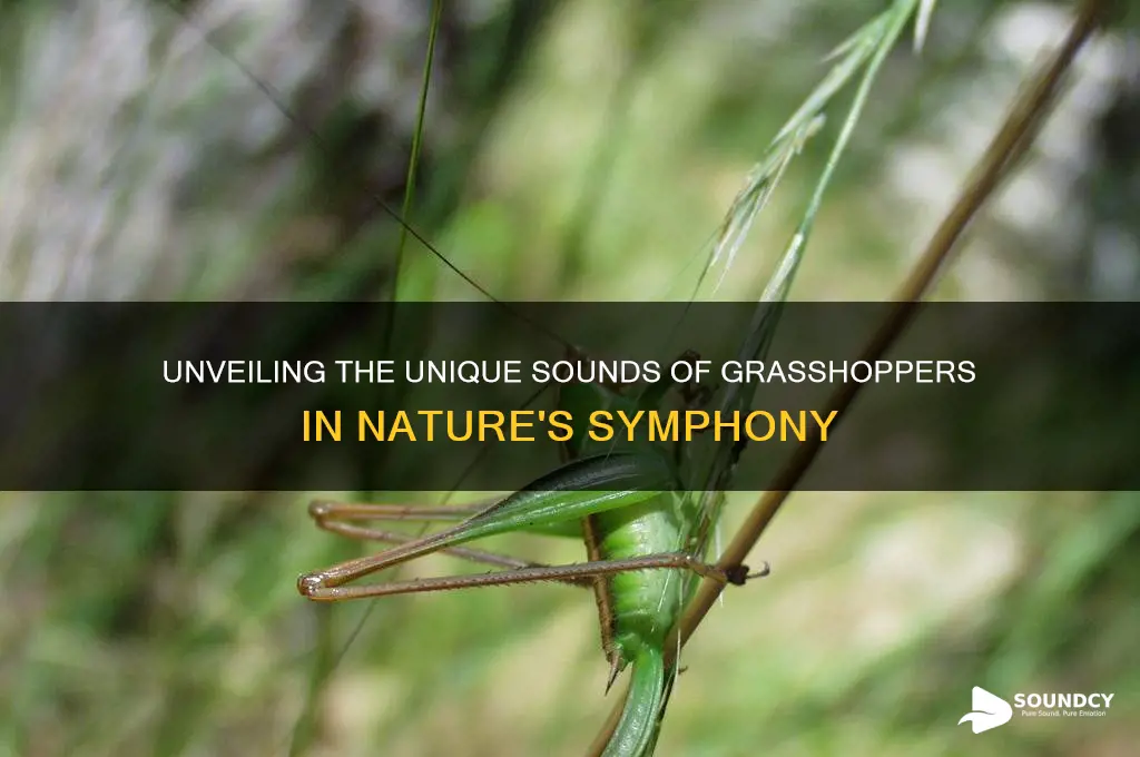 what do grasshoppers sound like