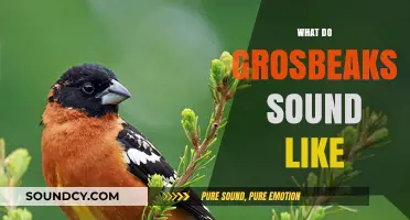 Discover the Unique and Melodic Songs of Grosbeaks in Nature