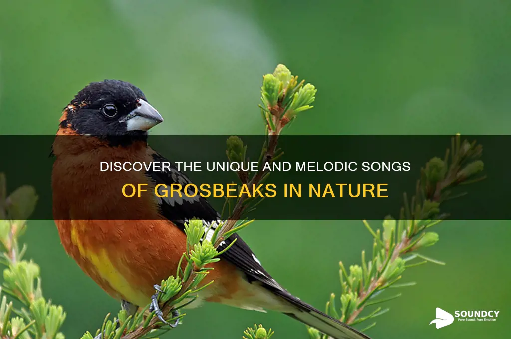 what do grosbeaks sound like