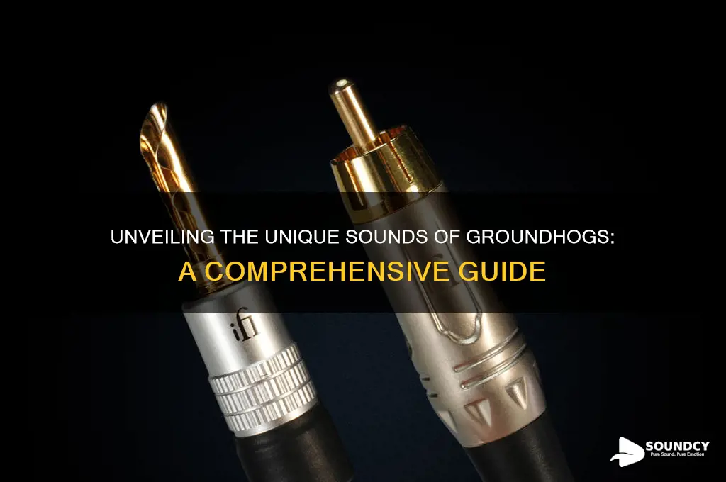 what do groundhogs sound like
