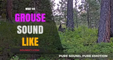 Discover the Unique Calls and Sounds of Grouse in Nature