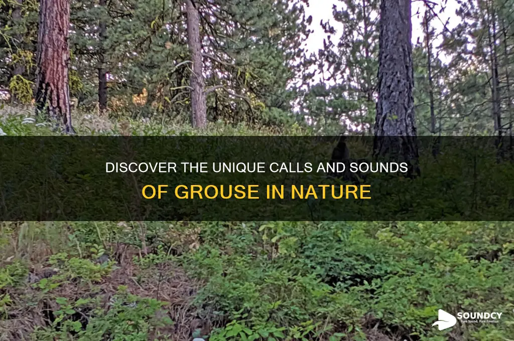 what do grouse sound like
