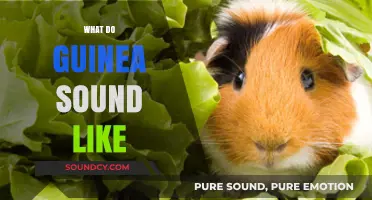 Unveiling Guinea Pig Sounds: Squeaks, Purrs, and Unique Vocalizations Explained