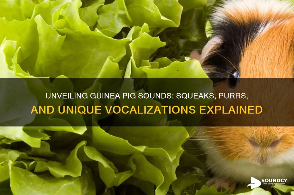 what do guinea sound like
