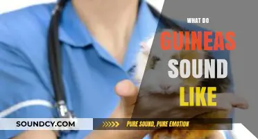 Unveiling the Unique Vocalizations: What Do Guinea Pigs Sound Like?