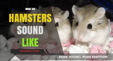 Discover the Unique Sounds Hamsters Make: A Comprehensive Guide