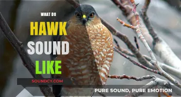 Unveiling the Unique Calls: What Do Hawks Sound Like in Nature?