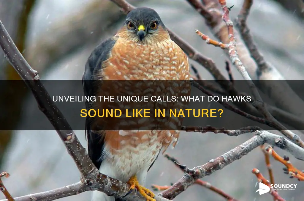 what do hawk sound like
