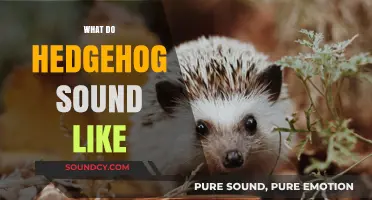 Discover the Unique Sounds of Hedgehogs: A Guide to Their Vocalizations