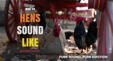 Discover the Unique Sounds Hens Make and What They Mean