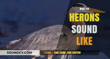 Discover the Unique Calls and Sounds of Herons in Nature