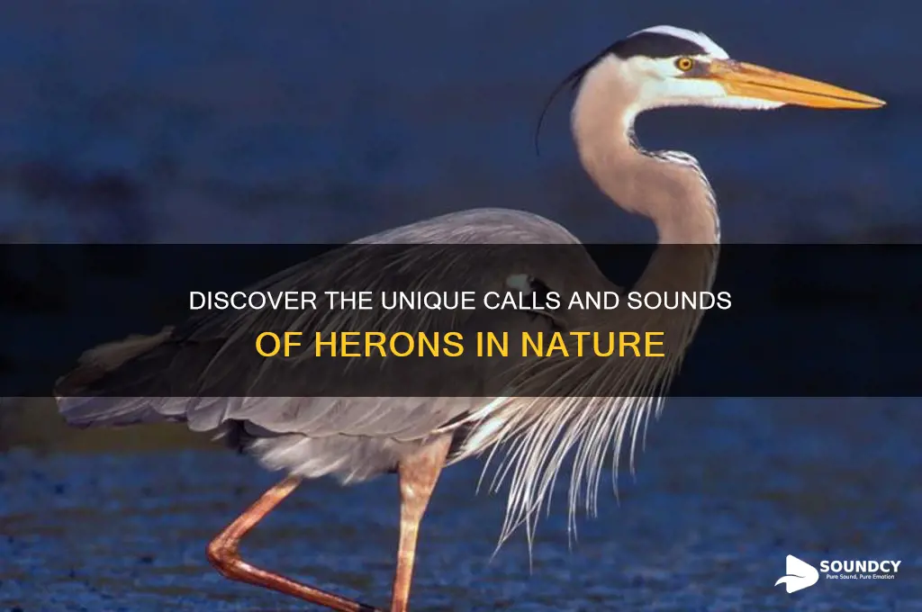 what do herons sound like