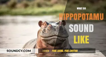 Unveiling the Unique Vocalizations: What Do Hippopotamuses Sound Like?