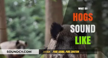 Unveiling the Unique Sounds of Hogs: A Comprehensive Guide