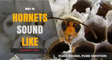 Unveiling the Buzz: What Do Hornets Sound Like in Nature?