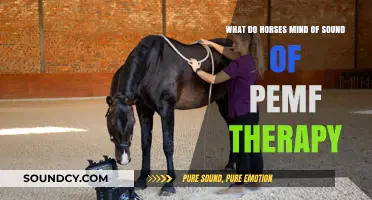 Exploring Equine Ears: Do Horses Mind the Sound of PEMF Therapy?